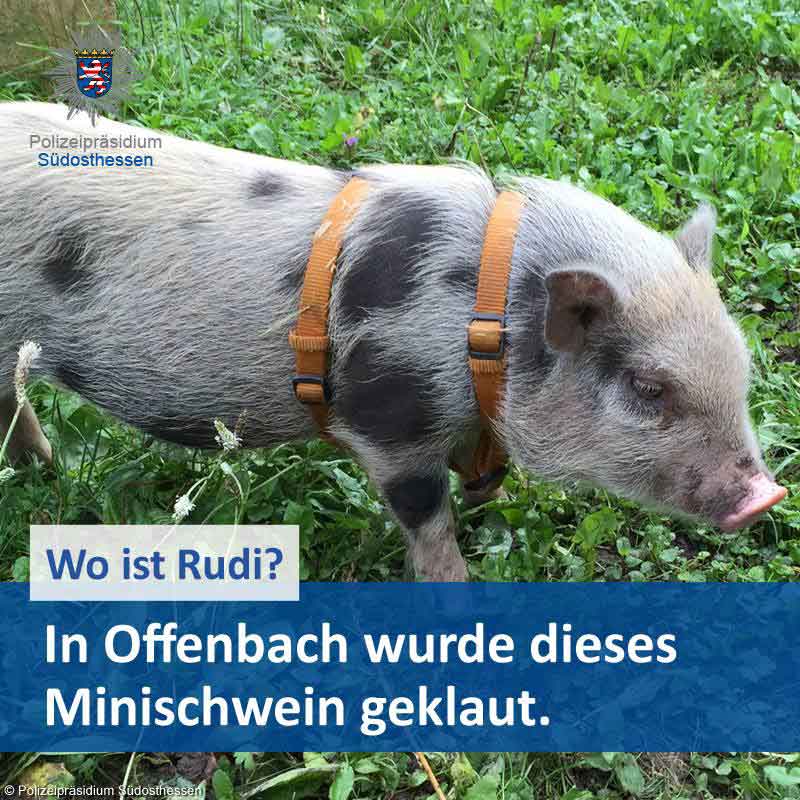 minischwein-rudi-polizei-fahndung